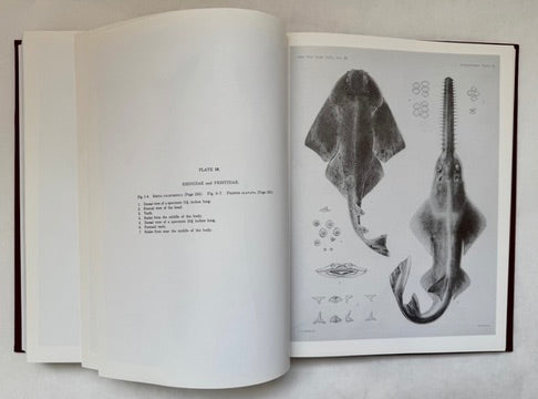 The Plagiostomia: Sharks, Skates, and Rays