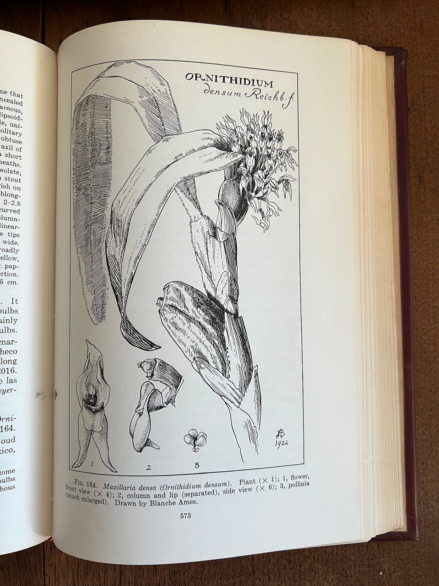 Orchids of Guatemala; Volumes I and II