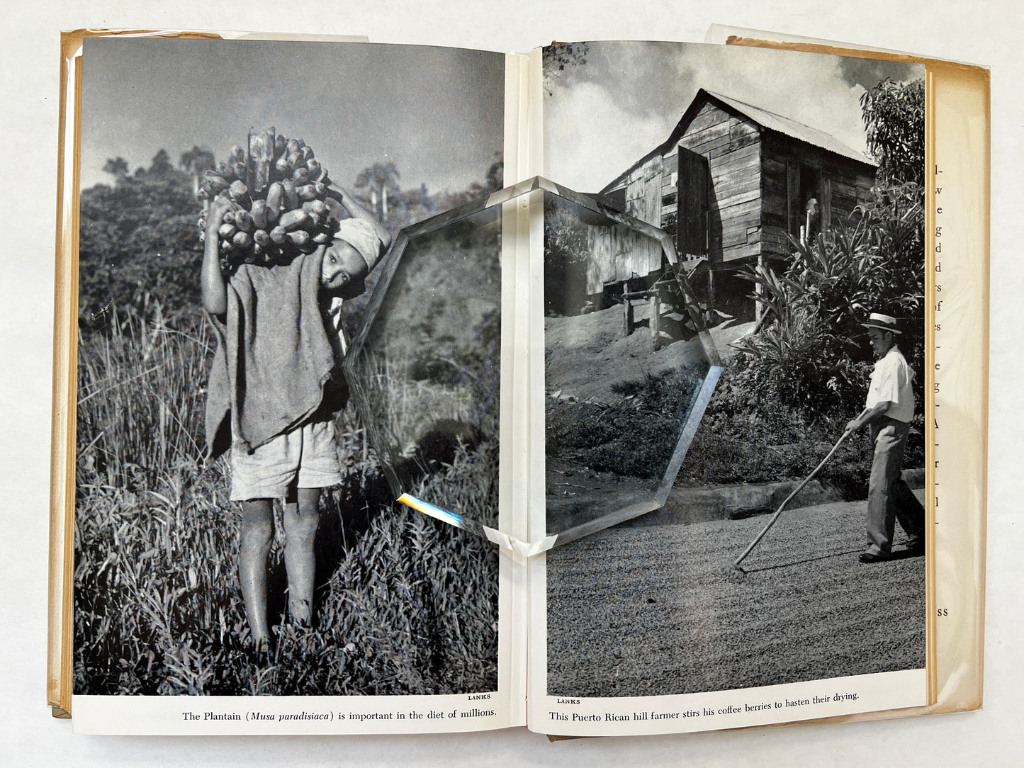 Gardens of the Antilles