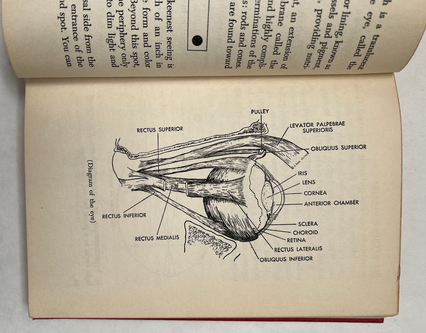 See Without Glasses; The Correction of Eye Strain and the Science of Sight