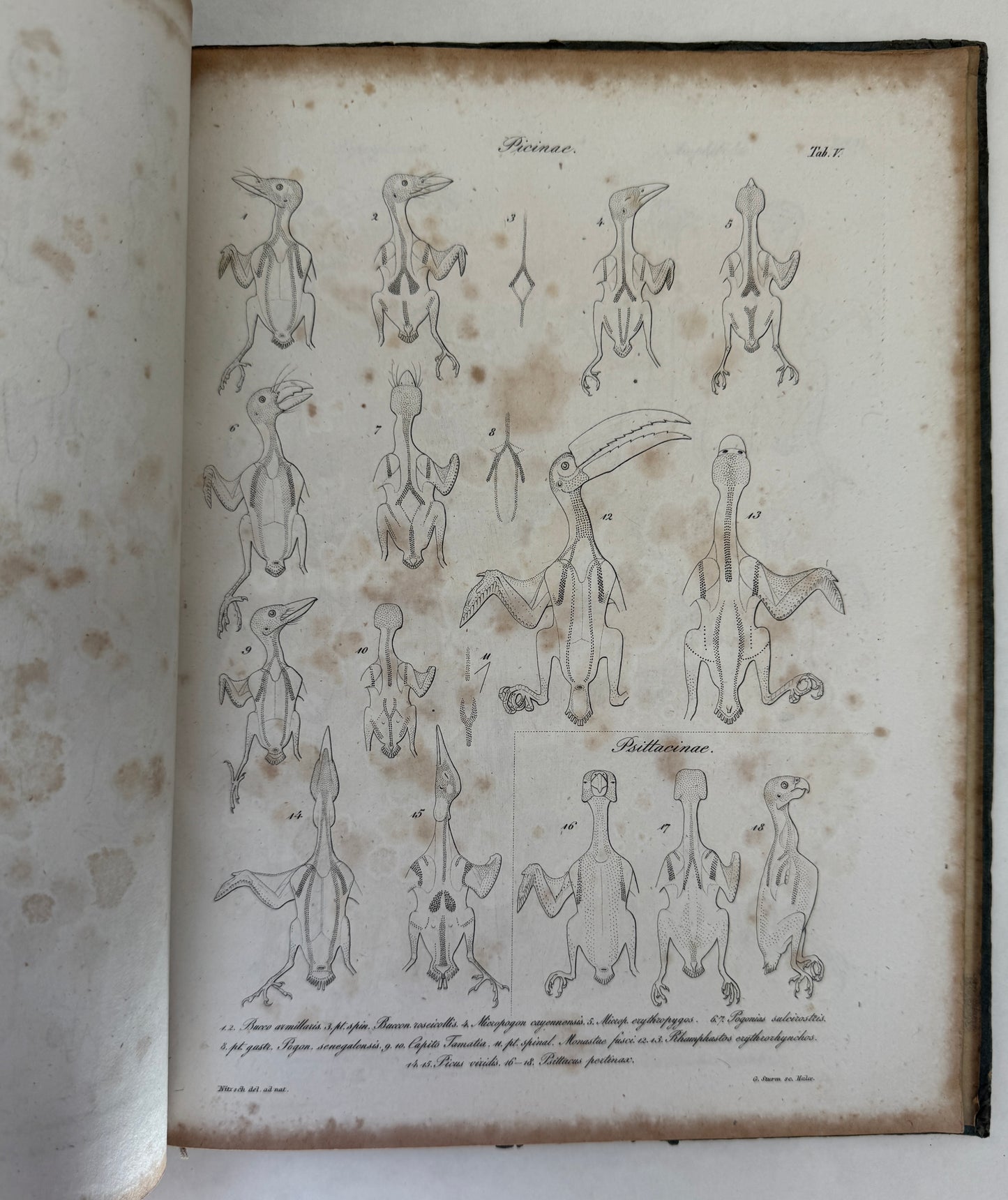 System der Pterylographie. Nach Seinen Handschriftlich Aufbewahrten Untersuchungen Verfasst