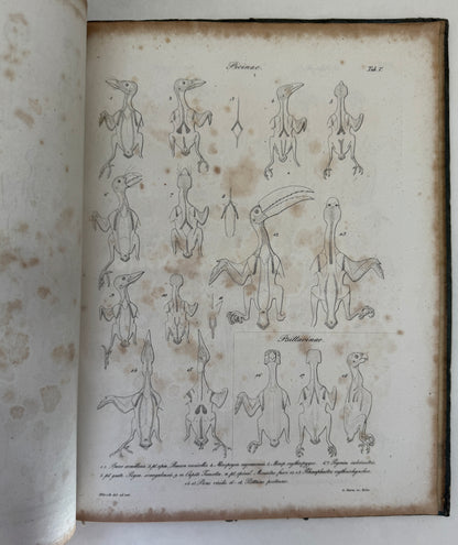 System der Pterylographie. Nach Seinen Handschriftlich Aufbewahrten Untersuchungen Verfasst