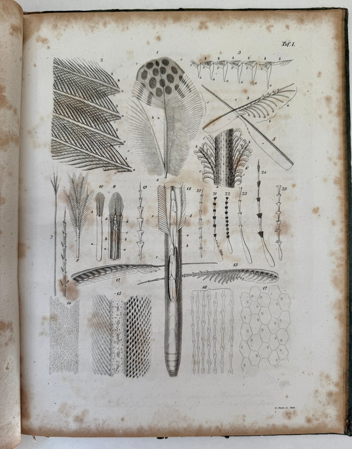 System der Pterylographie. Nach Seinen Handschriftlich Aufbewahrten Untersuchungen Verfasst