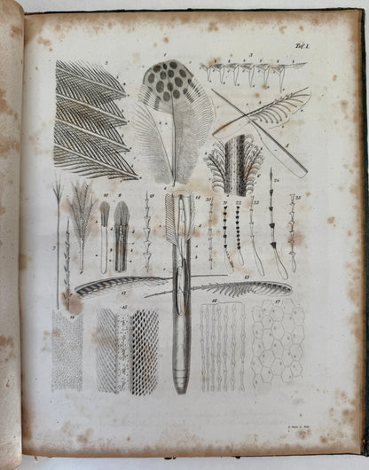 System der Pterylographie. Nach Seinen Handschriftlich Aufbewahrten Untersuchungen Verfasst