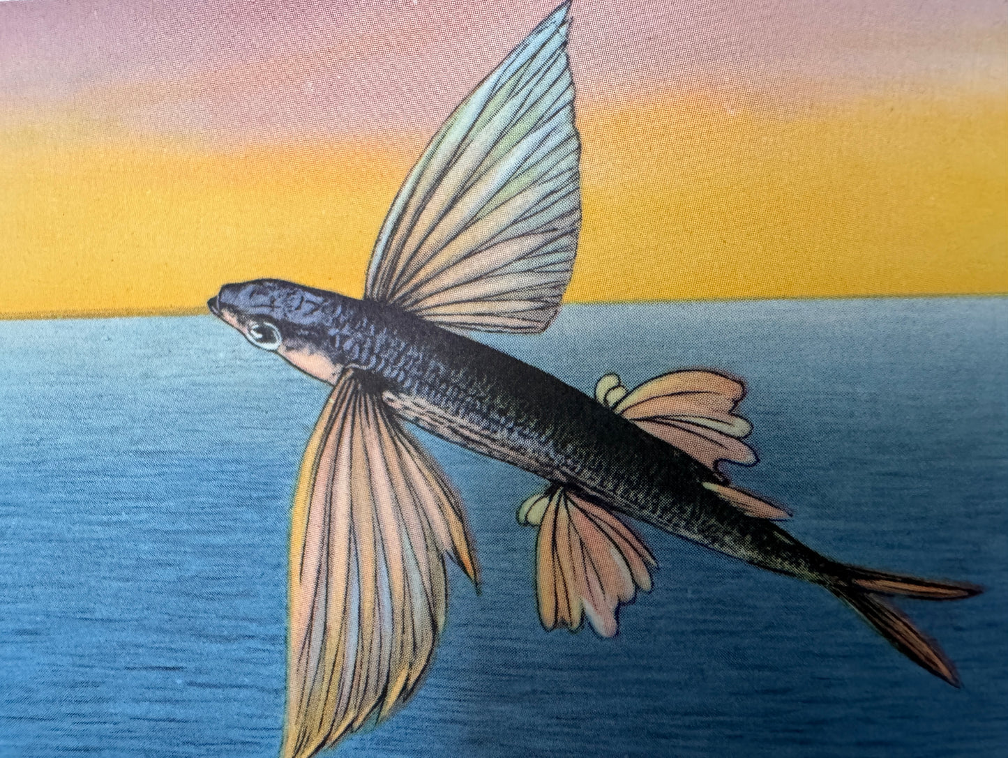 Santa Catalina Island, California