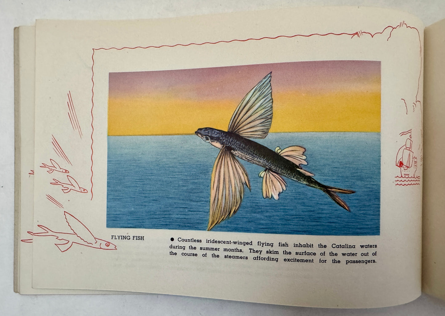 Santa Catalina Island, California