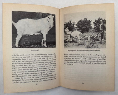 Starting Right With Milk Goats