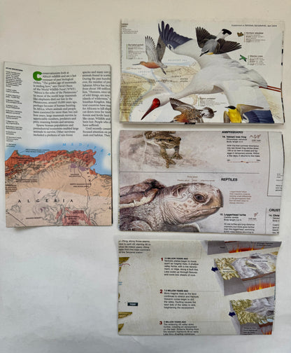 [Set of 4 Maps]: Africa's Natural Realms; Bird Migration: Eastern Hemisphere; Great Migrations; The Great Rift Valley
