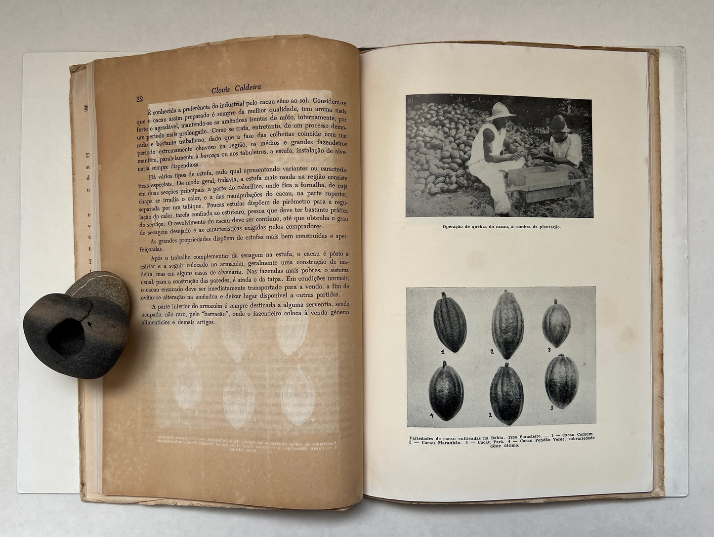 Fazendas de Cacau na Bahia