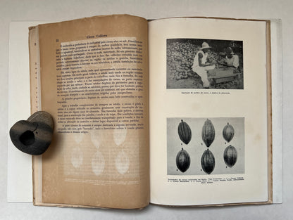 Fazendas de Cacau na Bahia