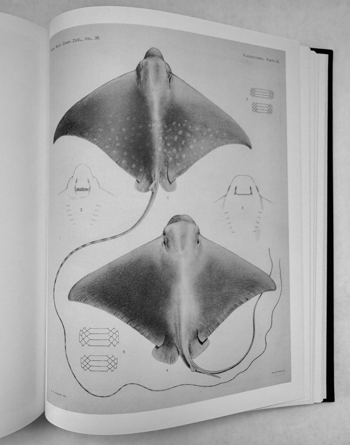 The Plagiostomia: Sharks, Skates, and Rays