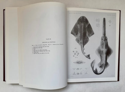 The Plagiostomia: Sharks, Skates, and Rays