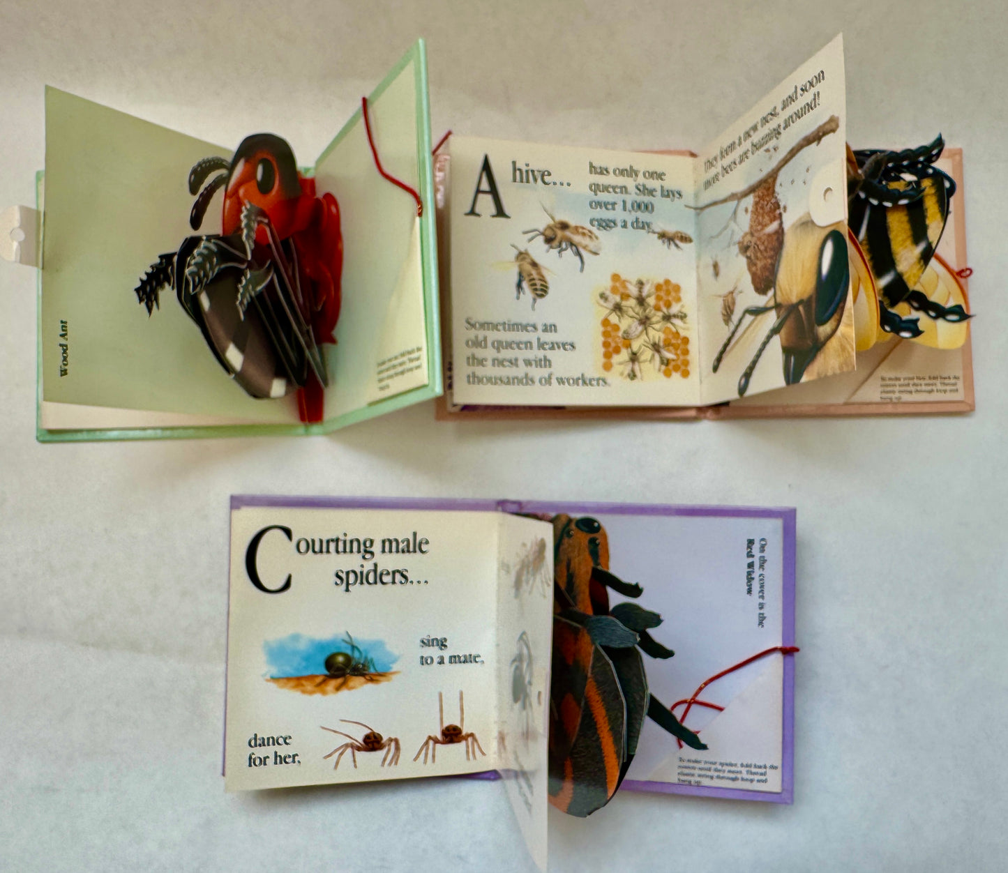 Ant [together with] Bee [together with] Spider