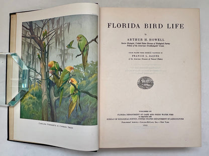 Florida Bird Life