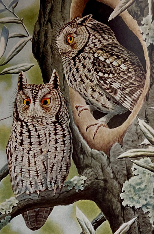 Birds of Pine-Oak Woodland in Southern Arizona and Adjacent Mexico