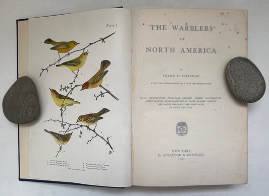The Warblers of North America