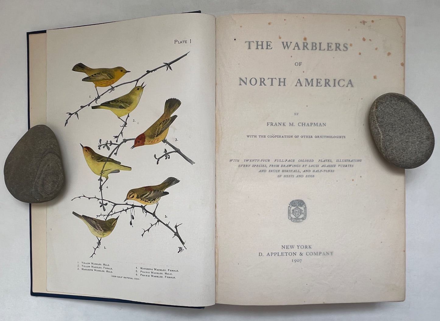 The Warblers of North America