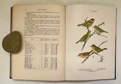 The Warblers of North America