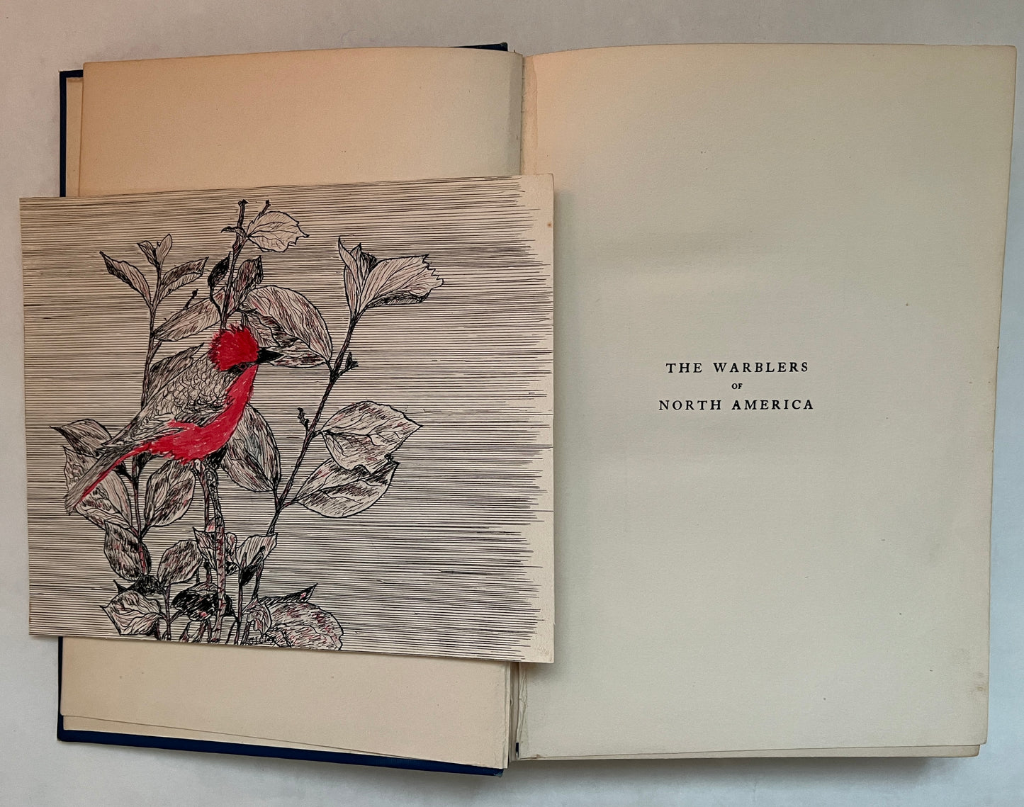 The Warblers of North America