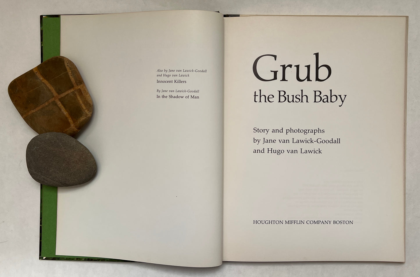 Grub, the bush baby