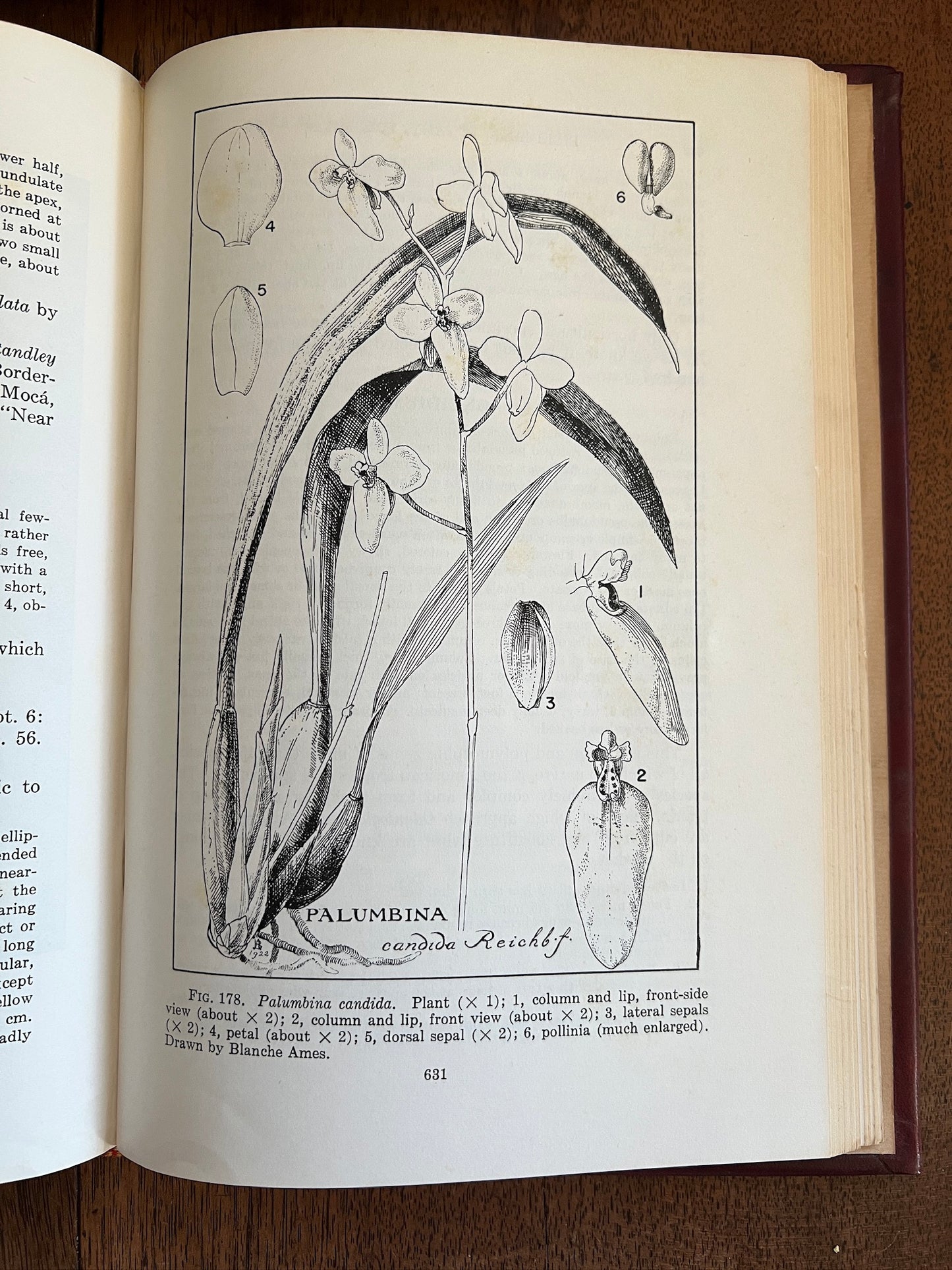 Orchids of Guatemala; Volumes I and II