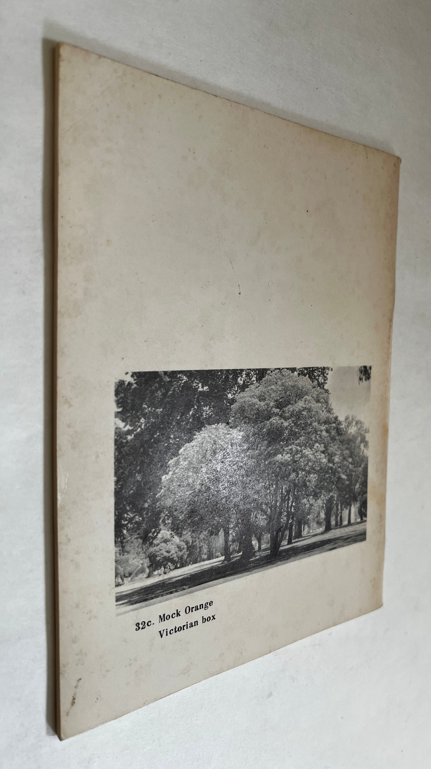 Trees of the Panhandle ; Golden Gate Park, San Francisco