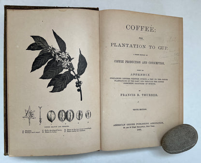 Coffee, From Plantation to Cup: A Brief History of Coffee Production and Consumption